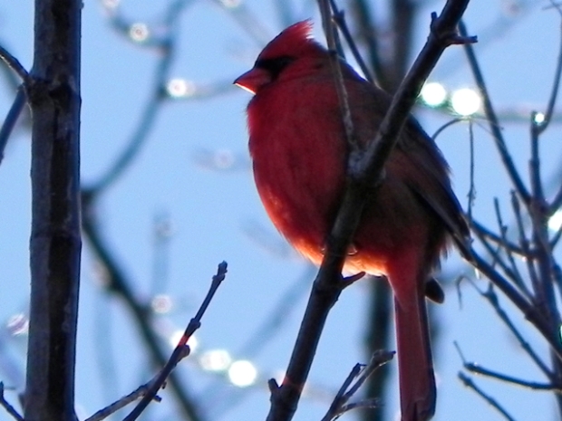 Sparkling Cardinal