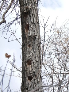 woodpecker holes in a dead tree
