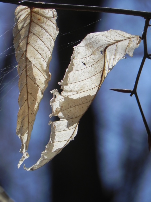 leaves lingering with spiderweb