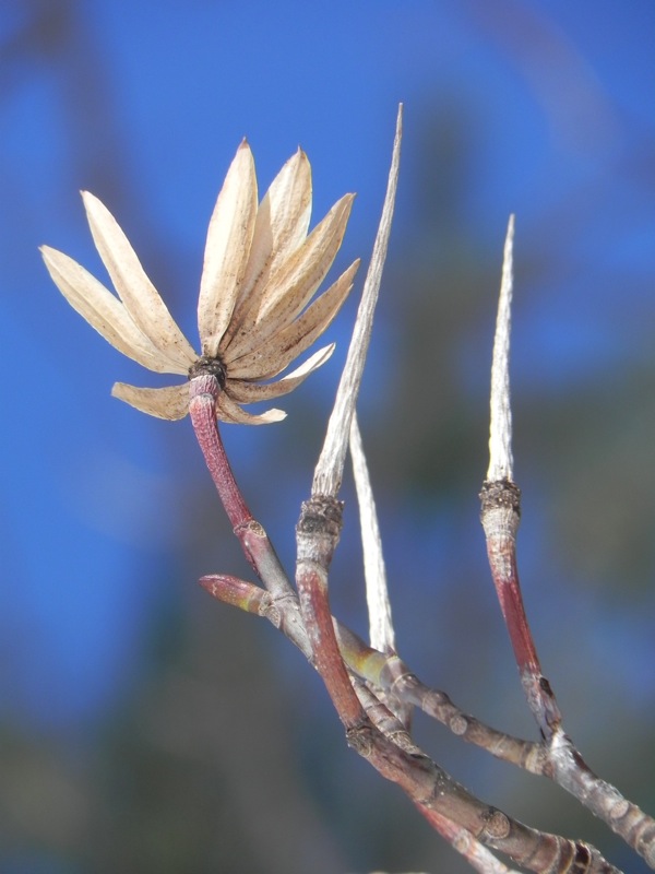 dried bloom