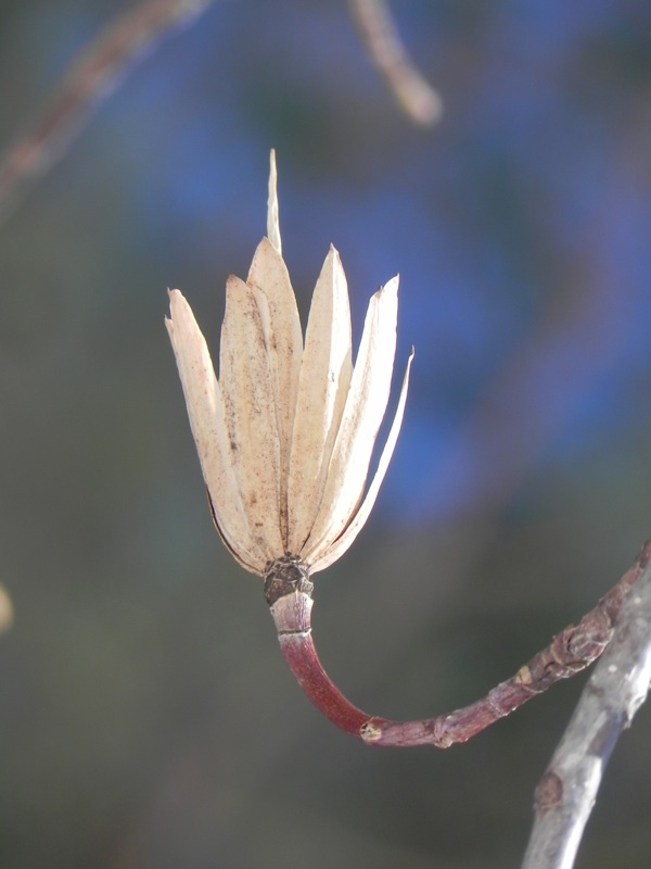 single dried bloom