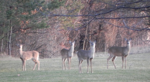 4 deer standing still