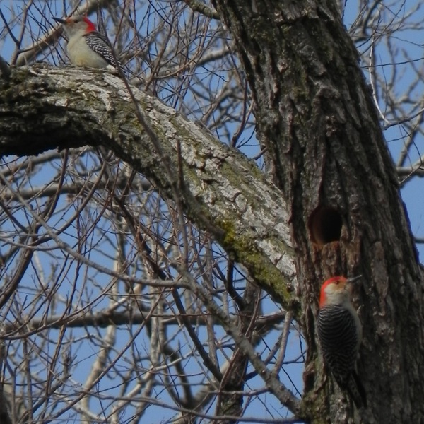 two red bellied woodpeckers